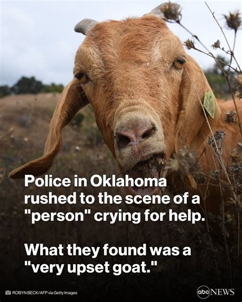 Oklahoma police rush to respond to cries for help … from a goat